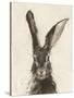 European Hare II-Ethan Harper-Stretched Canvas