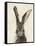 European Hare II-Ethan Harper-Framed Stretched Canvas