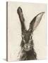 European Hare II-Ethan Harper-Stretched Canvas