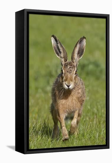 European Hare (Lepus Europaeus), Wirral, England, UK, May-Richard Steel-Framed Stretched Canvas