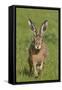 European Hare (Lepus Europaeus), Wirral, England, UK, May-Richard Steel-Framed Stretched Canvas
