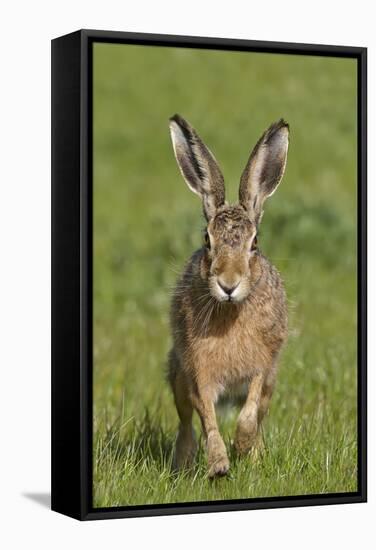 European Hare (Lepus Europaeus), Wirral, England, UK, May-Richard Steel-Framed Stretched Canvas