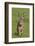 European Hare (Lepus Europaeus), Wirral, England, UK, May-Richard Steel-Framed Photographic Print