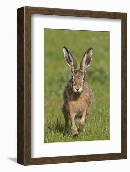 European Hare (Lepus Europaeus), Wirral, England, UK, May-Richard Steel-Framed Photographic Print