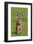 European Hare (Lepus Europaeus), Wirral, England, UK, May-Richard Steel-Framed Photographic Print