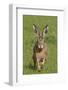 European Hare (Lepus Europaeus), Wirral, England, UK, May-Richard Steel-Framed Photographic Print