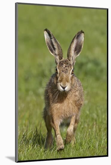 European Hare (Lepus Europaeus), Wirral, England, UK, May-Richard Steel-Mounted Photographic Print