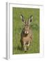 European Hare (Lepus Europaeus), Wirral, England, UK, May-Richard Steel-Framed Photographic Print