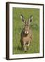 European Hare (Lepus Europaeus), Wirral, England, UK, May-Richard Steel-Framed Photographic Print