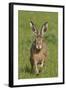 European Hare (Lepus Europaeus), Wirral, England, UK, May-Richard Steel-Framed Photographic Print