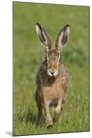 European Hare (Lepus Europaeus), Wirral, England, UK, May-Richard Steel-Mounted Photographic Print