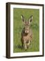 European Hare (Lepus Europaeus), Wirral, England, UK, May-Richard Steel-Framed Photographic Print