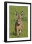 European Hare (Lepus Europaeus), Wirral, England, UK, May-Richard Steel-Framed Photographic Print