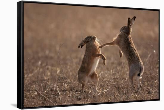 European hare mating pair boxing in field, Slovakia-Dietmar Nill-Framed Stretched Canvas