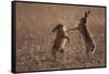 European hare mating pair boxing in field, Slovakia-Dietmar Nill-Framed Stretched Canvas