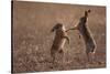 European hare mating pair boxing in field, Slovakia-Dietmar Nill-Stretched Canvas
