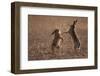 European hare mating pair boxing in field, Slovakia-Dietmar Nill-Framed Photographic Print