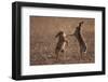 European hare mating pair boxing in field, Slovakia-Dietmar Nill-Framed Photographic Print