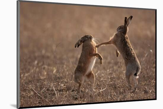European hare mating pair boxing in field, Slovakia-Dietmar Nill-Mounted Photographic Print