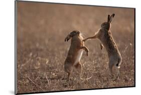 European hare mating pair boxing in field, Slovakia-Dietmar Nill-Mounted Photographic Print