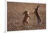 European hare mating pair boxing in field, Slovakia-Dietmar Nill-Framed Photographic Print