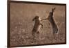 European hare mating pair boxing in field, Slovakia-Dietmar Nill-Framed Photographic Print