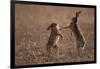 European hare mating pair boxing in field, Slovakia-Dietmar Nill-Framed Photographic Print