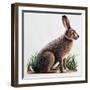 European Hare or Brown Hare (Lepus Europaeus), Leporidae-null-Framed Giclee Print