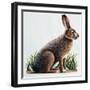 European Hare or Brown Hare (Lepus Europaeus), Leporidae-null-Framed Giclee Print