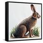European Hare or Brown Hare (Lepus Europaeus), Leporidae-null-Framed Stretched Canvas