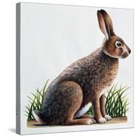 European Hare or Brown Hare (Lepus Europaeus), Leporidae-null-Stretched Canvas