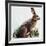 European Hare or Brown Hare (Lepus Europaeus), Leporidae-null-Framed Giclee Print