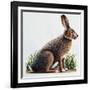 European Hare or Brown Hare (Lepus Europaeus), Leporidae-null-Framed Giclee Print