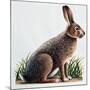 European Hare or Brown Hare (Lepus Europaeus), Leporidae-null-Mounted Giclee Print