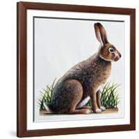 European Hare or Brown Hare (Lepus Europaeus), Leporidae-null-Framed Giclee Print