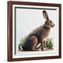 European Hare or Brown Hare (Lepus Europaeus), Leporidae-null-Framed Giclee Print