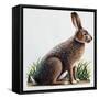 European Hare or Brown Hare (Lepus Europaeus), Leporidae-null-Framed Stretched Canvas