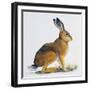 European Hare or Brown Hare (Lepus Europaeus), Leporidae-null-Framed Giclee Print