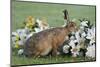 European Hare Smelling Flowers in Graveyard, Landican Cemetery, Wirral, England, UK, August-Richard Steel-Mounted Photographic Print