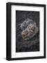 European hare, two leverets crouched in soil, Spain-Juan Carlos Munoz-Framed Photographic Print