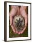 European Hedgehog (Erinaceus Europaeus) Hand Reared Orphan Held In Human Hands, Jarfalla, Sweden-Staffan Widstrand-Framed Photographic Print