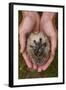 European Hedgehog (Erinaceus Europaeus) Hand Reared Orphan Held In Human Hands, Jarfalla, Sweden-Staffan Widstrand-Framed Photographic Print