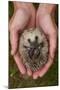 European Hedgehog (Erinaceus Europaeus) Hand Reared Orphan Held In Human Hands, Jarfalla, Sweden-Staffan Widstrand-Mounted Photographic Print