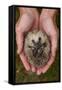 European Hedgehog (Erinaceus Europaeus) Hand Reared Orphan Held In Human Hands, Jarfalla, Sweden-Staffan Widstrand-Framed Stretched Canvas