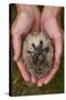 European Hedgehog (Erinaceus Europaeus) Hand Reared Orphan Held In Human Hands, Jarfalla, Sweden-Staffan Widstrand-Stretched Canvas
