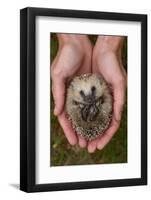 European Hedgehog (Erinaceus Europaeus) Hand Reared Orphan Held In Human Hands, Jarfalla, Sweden-Staffan Widstrand-Framed Photographic Print