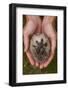 European Hedgehog (Erinaceus Europaeus) Hand Reared Orphan Held In Human Hands, Jarfalla, Sweden-Staffan Widstrand-Framed Photographic Print