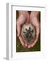 European Hedgehog (Erinaceus Europaeus) Hand Reared Orphan Held In Human Hands, Jarfalla, Sweden-Staffan Widstrand-Framed Photographic Print