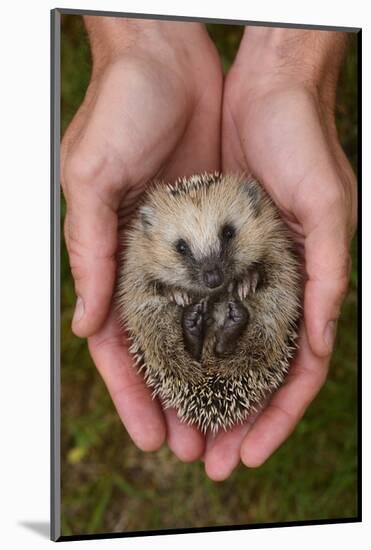 European Hedgehog (Erinaceus Europaeus) Hand Reared Orphan Held In Human Hands, Jarfalla, Sweden-Staffan Widstrand-Mounted Photographic Print