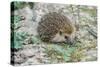 European Hedgehog Pale Morph, in Olive Grove-null-Stretched Canvas